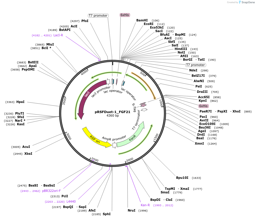 182406-plasmid-map-sequence-id-360655