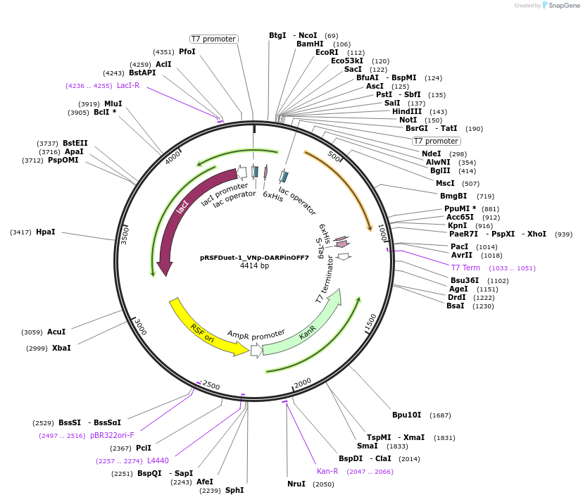 182397-plasmid-map-sequence-id-360659