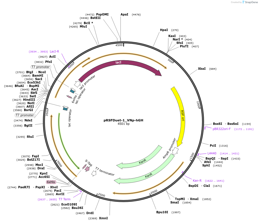 182411-plasmid-map-sequence-id-360663