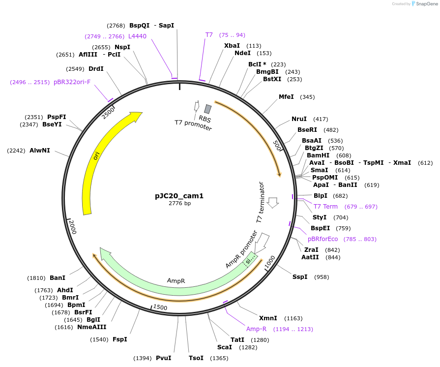 182426-plasmid-map-sequence-id-360665