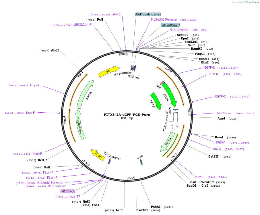 31943-plasmid-map-sequence-id-36067