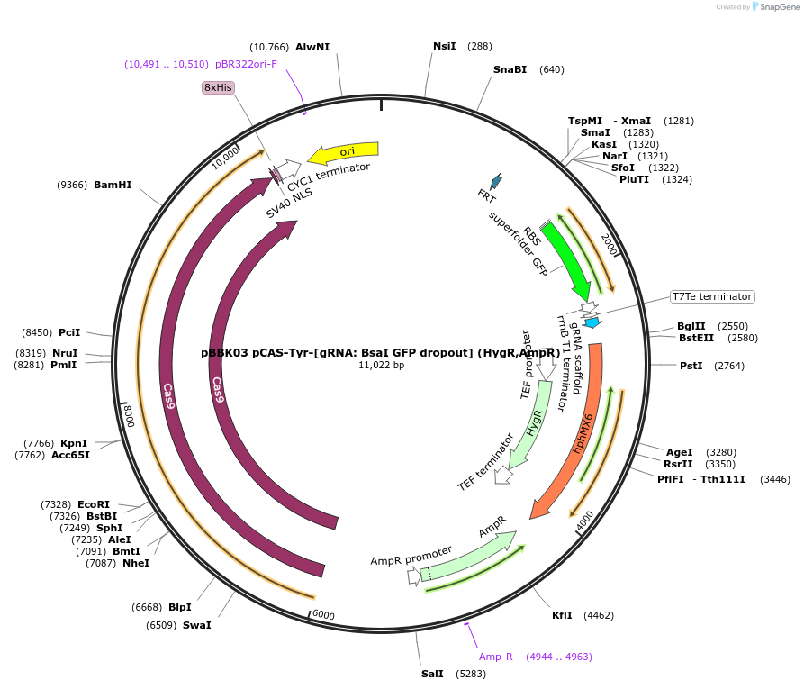 178987-plasmid-map-sequence-id-360672
