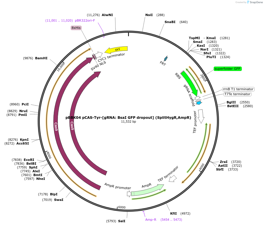 178988-plasmid-map-sequence-id-360673