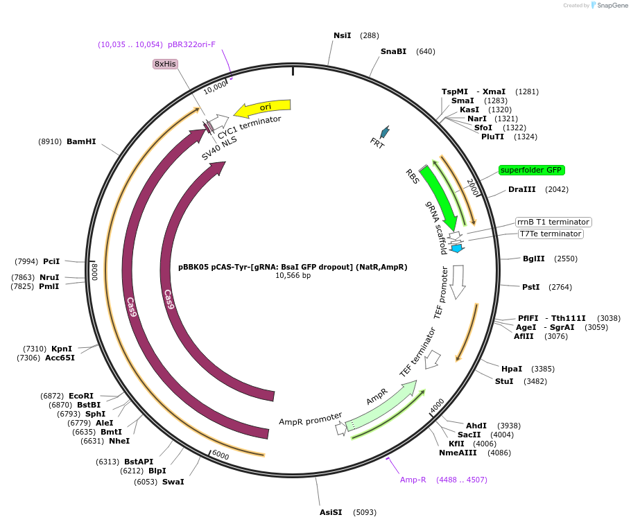 178989-plasmid-map-sequence-id-360674