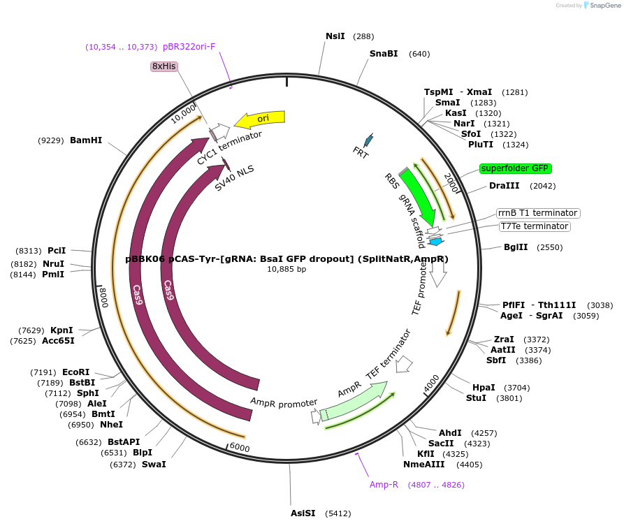 178990-plasmid-map-sequence-id-360675