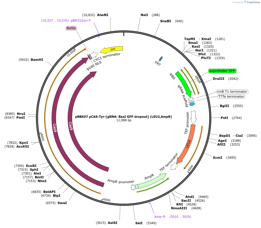 178991-plasmid-map-sequence-id-360676