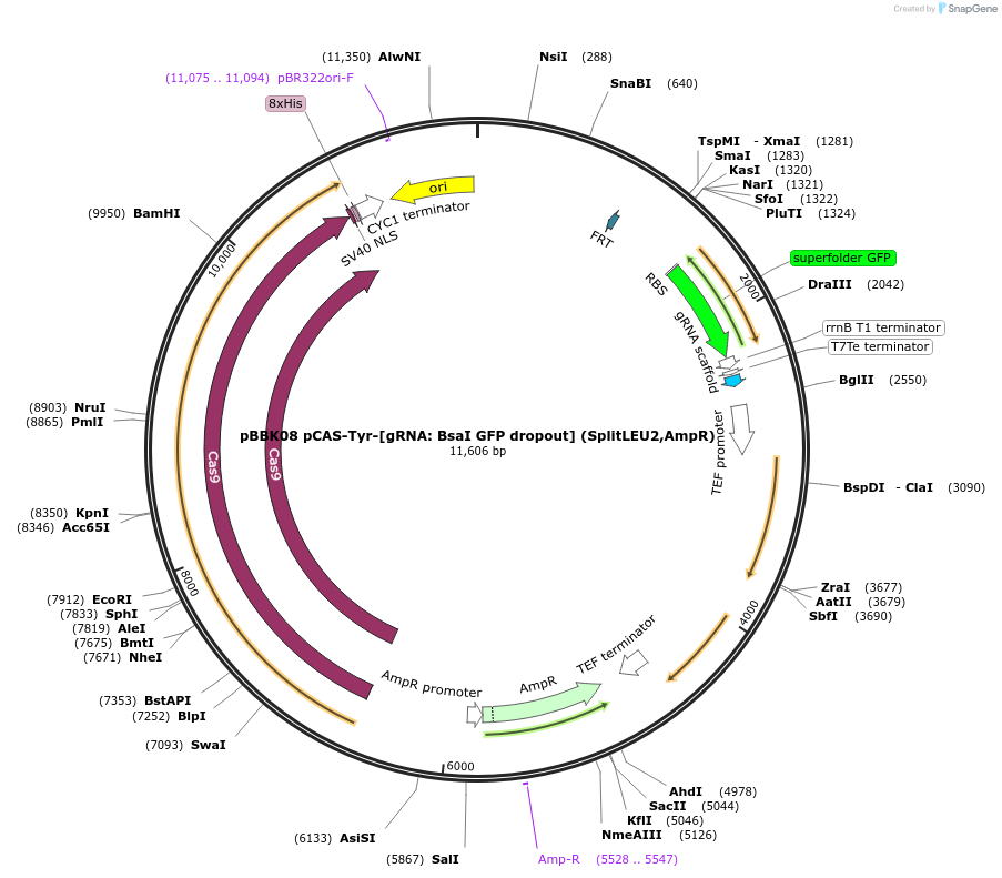 178992-plasmid-map-sequence-id-360677