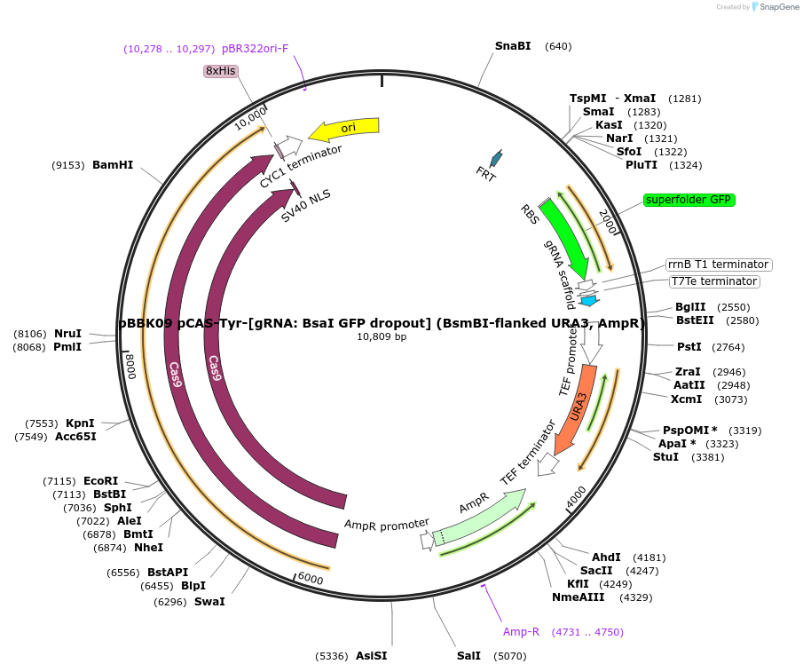 178993-plasmid-map-sequence-id-360678