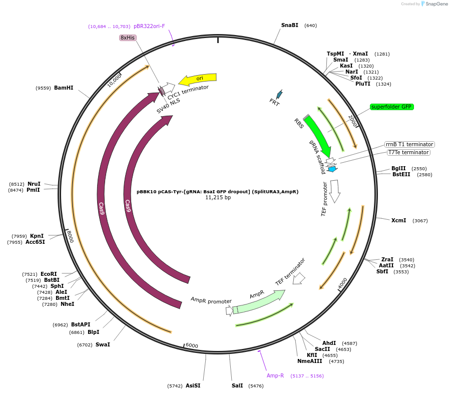 178994-plasmid-map-sequence-id-360679