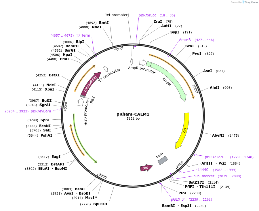 182500-plasmid-map-sequence-id-360680