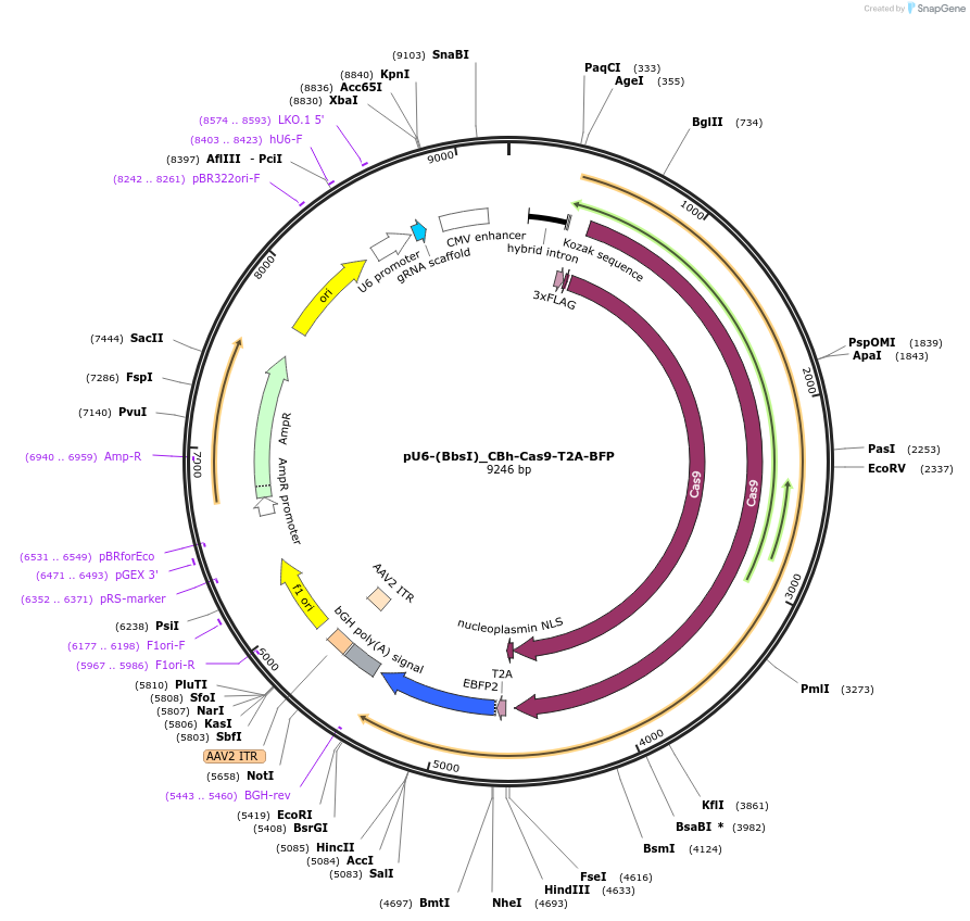 64323-plasmid-map-sequence-id-360682