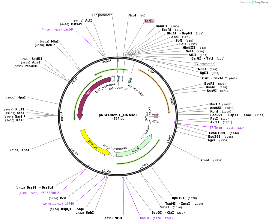 182408-plasmid-map-sequence-id-360685