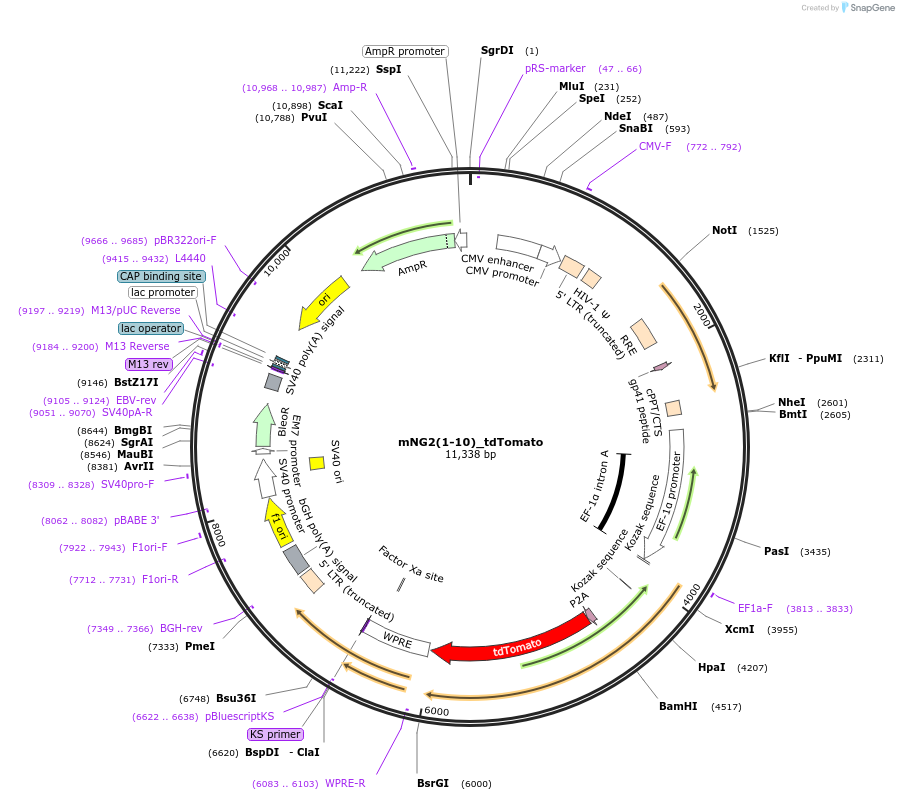 184169-plasmid-map-sequence-id-360686