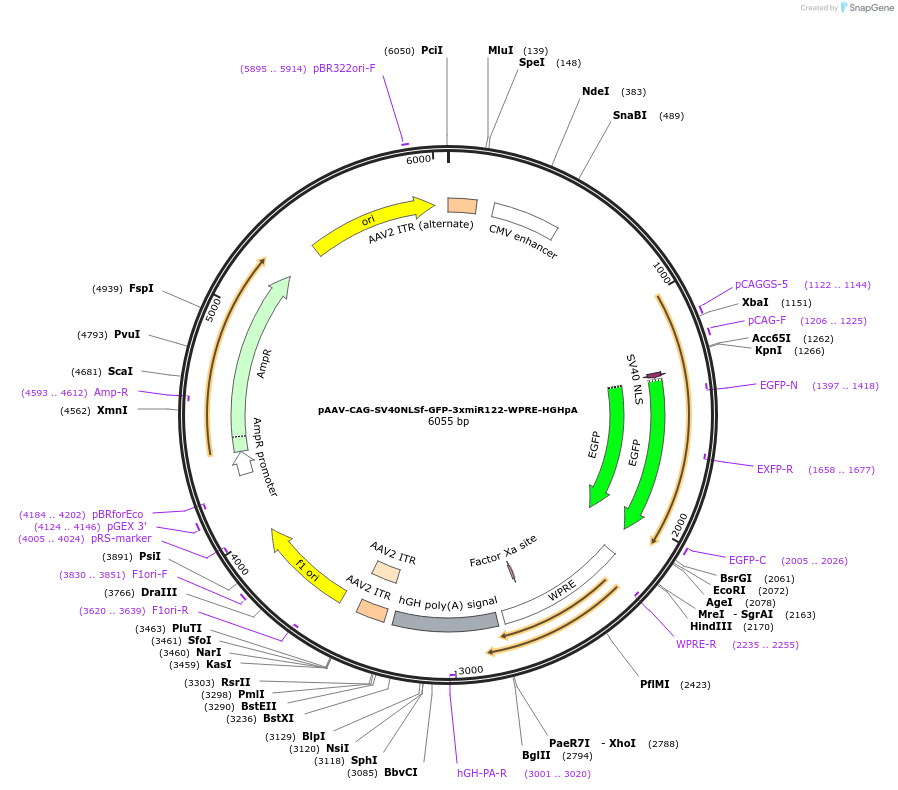 183775-plasmid-map-sequence-id-360688