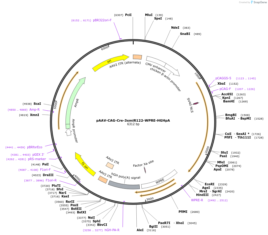 183776-plasmid-map-sequence-id-360689