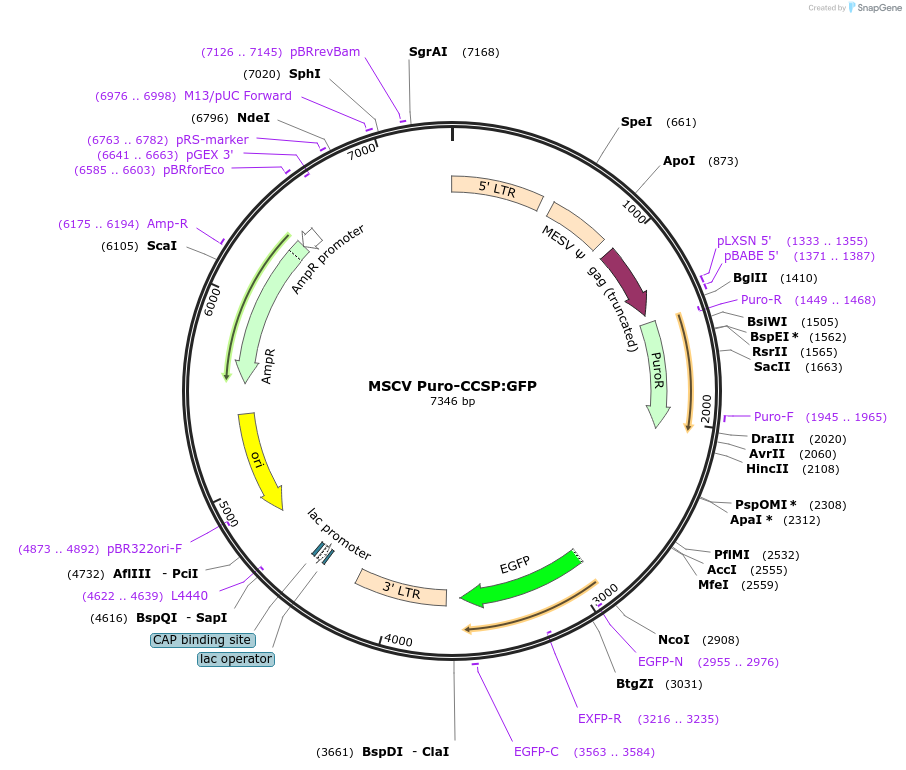 68487-plasmid-map-sequence-id-360705