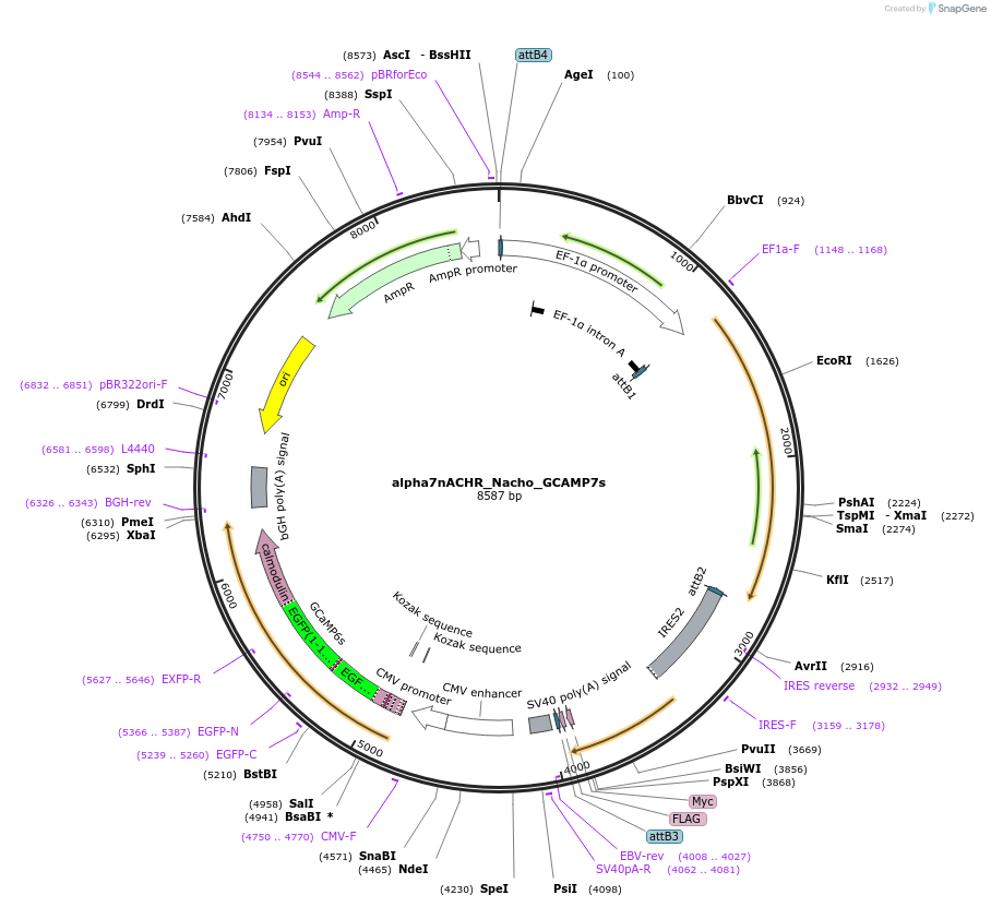 182940-plasmid-map-sequence-id-360706