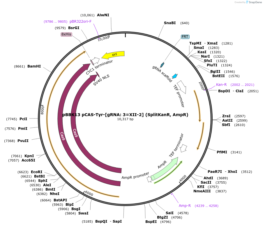 178997-plasmid-map-sequence-id-360709