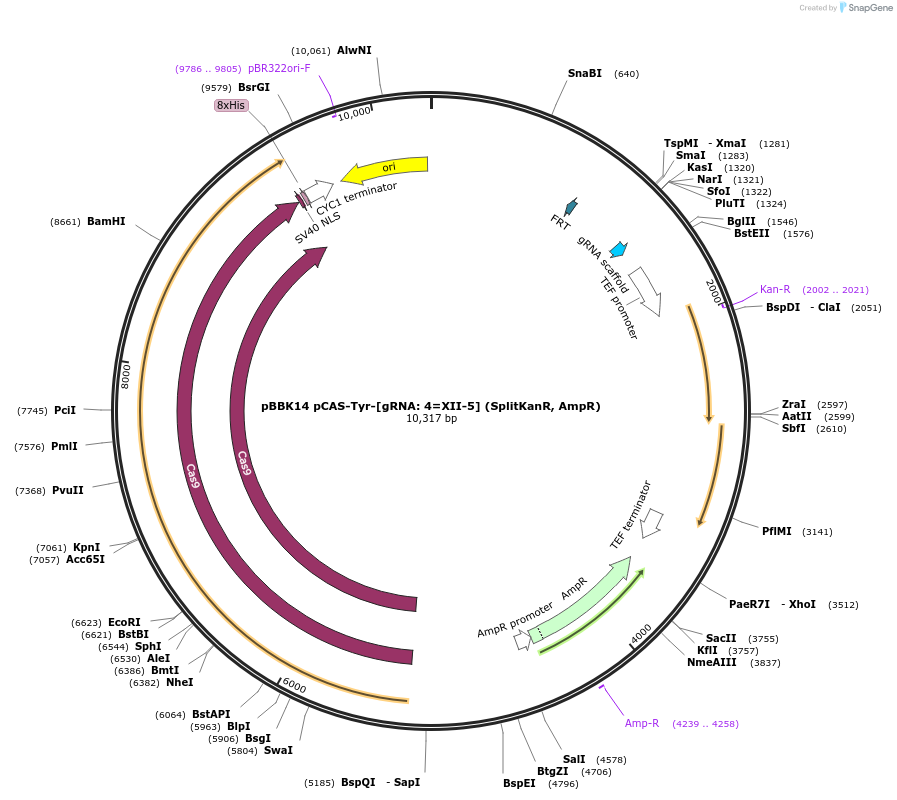 178998-plasmid-map-sequence-id-360711