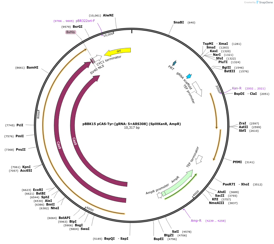 178999-plasmid-map-sequence-id-360712