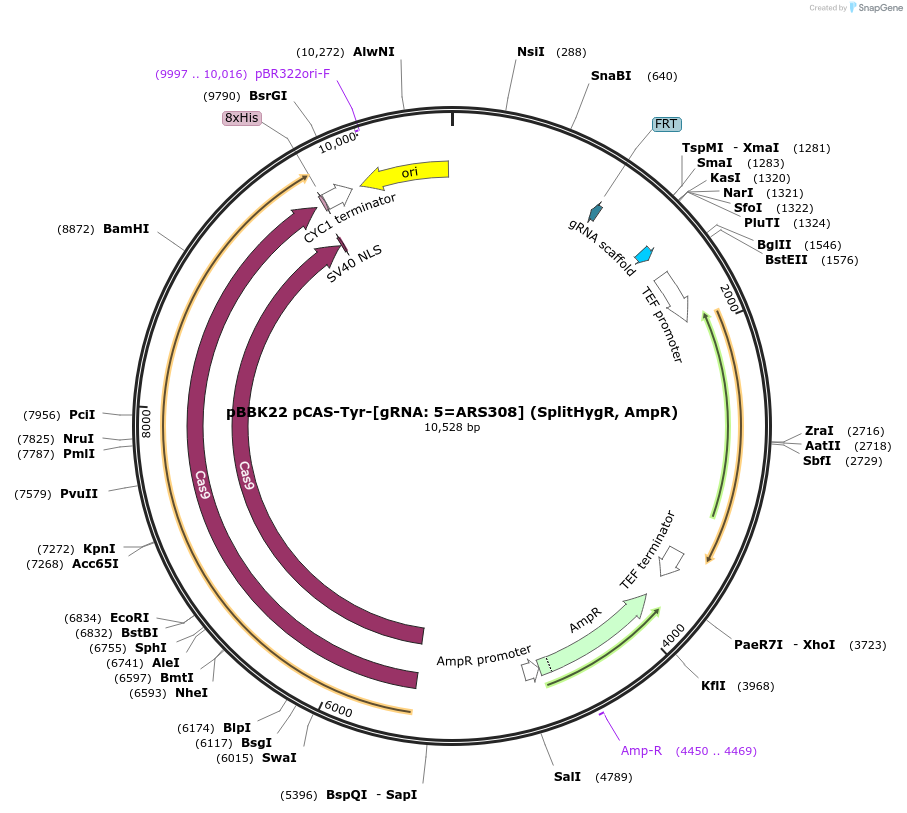 179006-plasmid-map-sequence-id-360719