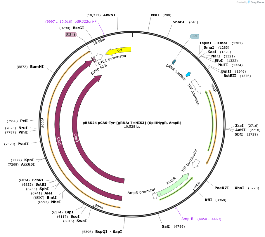 179008-plasmid-map-sequence-id-360730