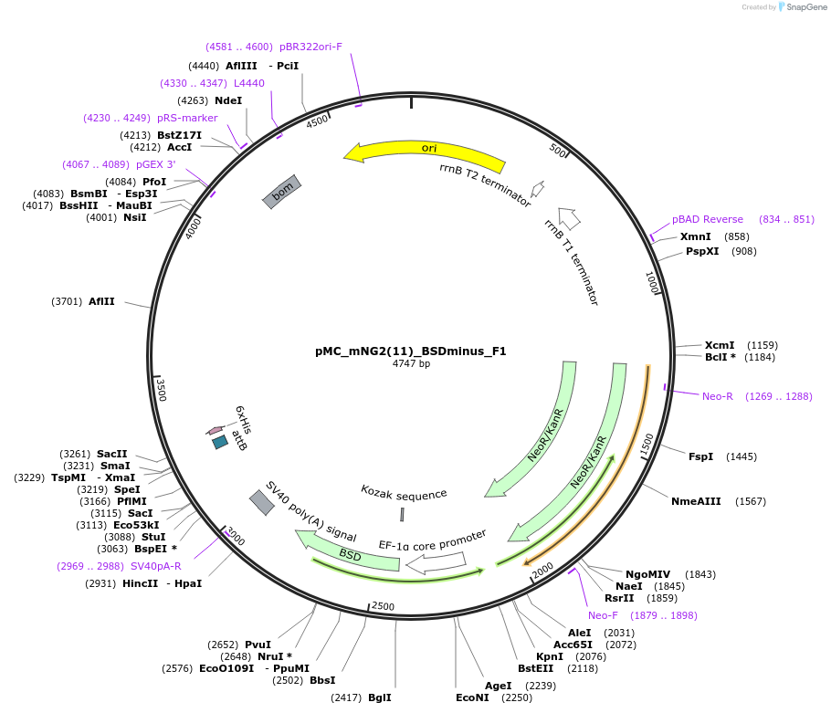 184163-plasmid-map-sequence-id-360738