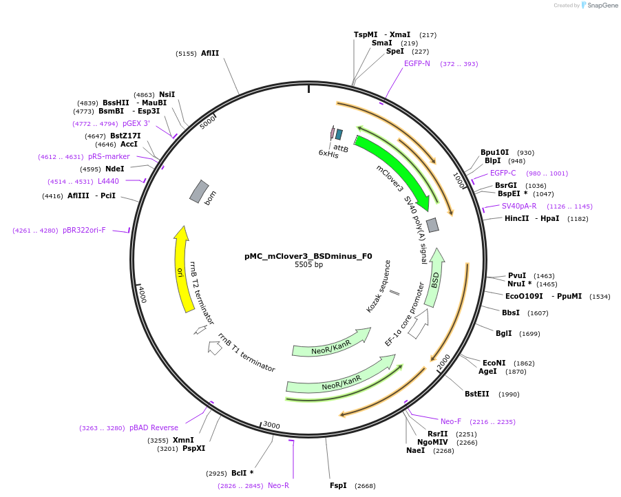 184165-plasmid-map-sequence-id-360742
