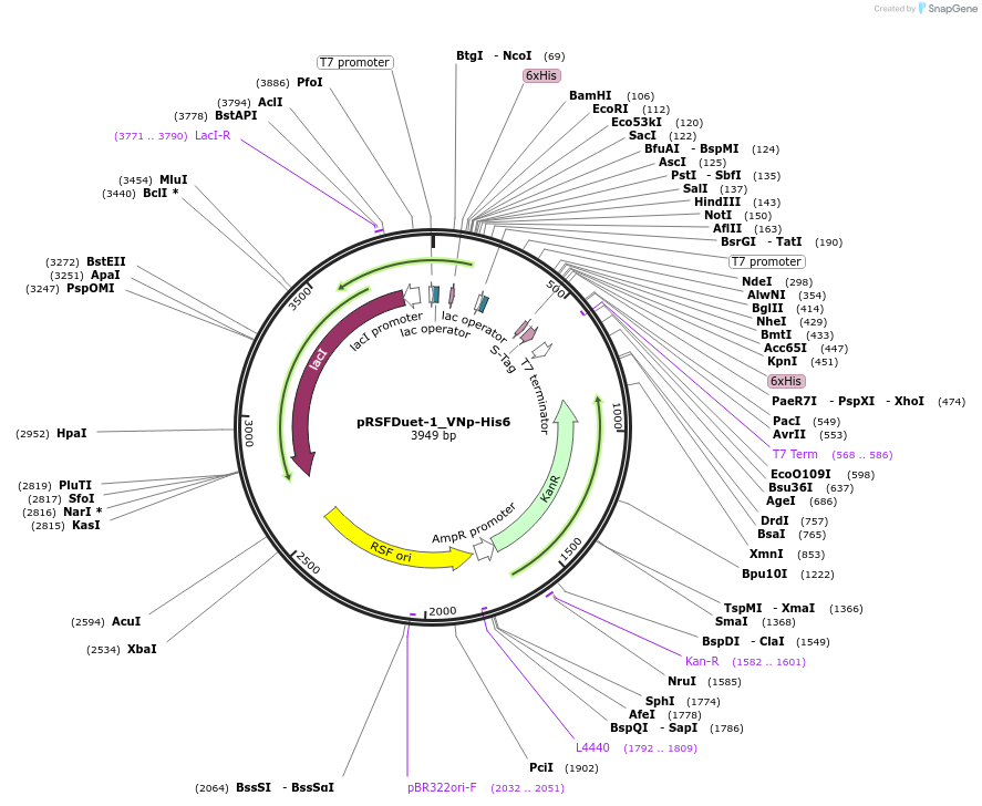 182386-plasmid-map-sequence-id-360743