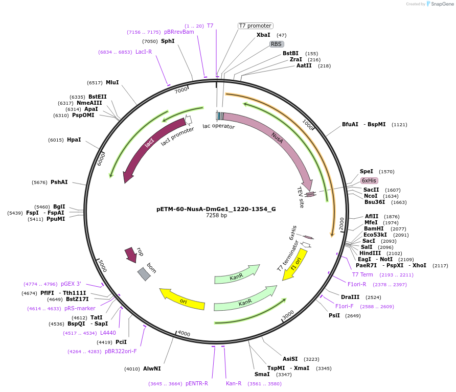 146420-plasmid-map-sequence-id-360748