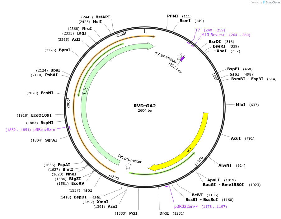 173333-plasmid-map-sequence-id-360751