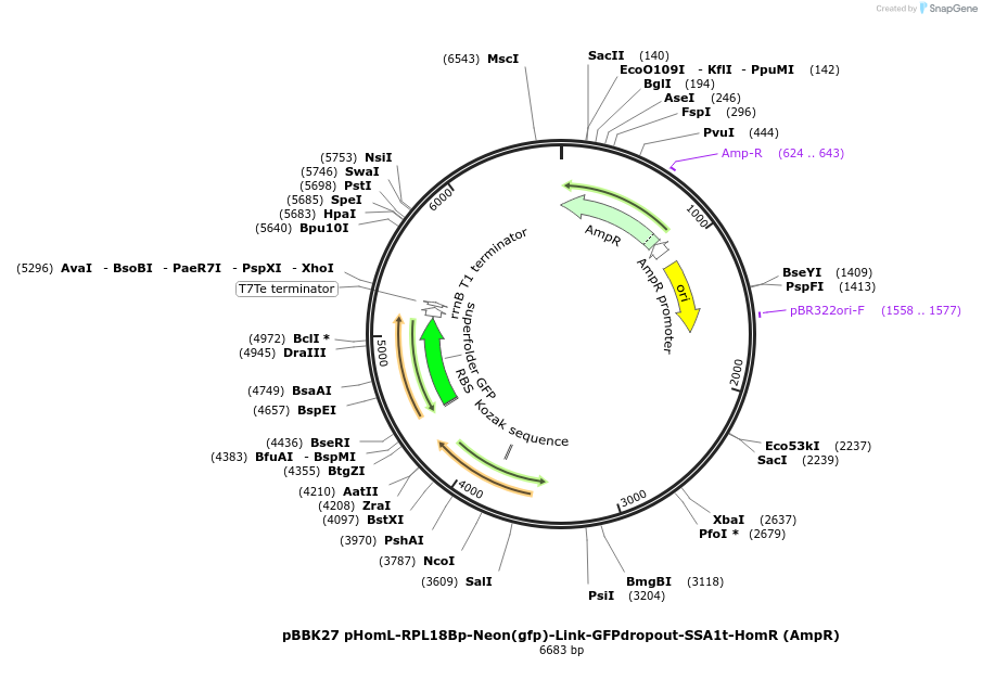 179011-plasmid-map-sequence-id-360753