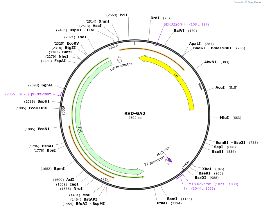 173334-plasmid-map-sequence-id-360757
