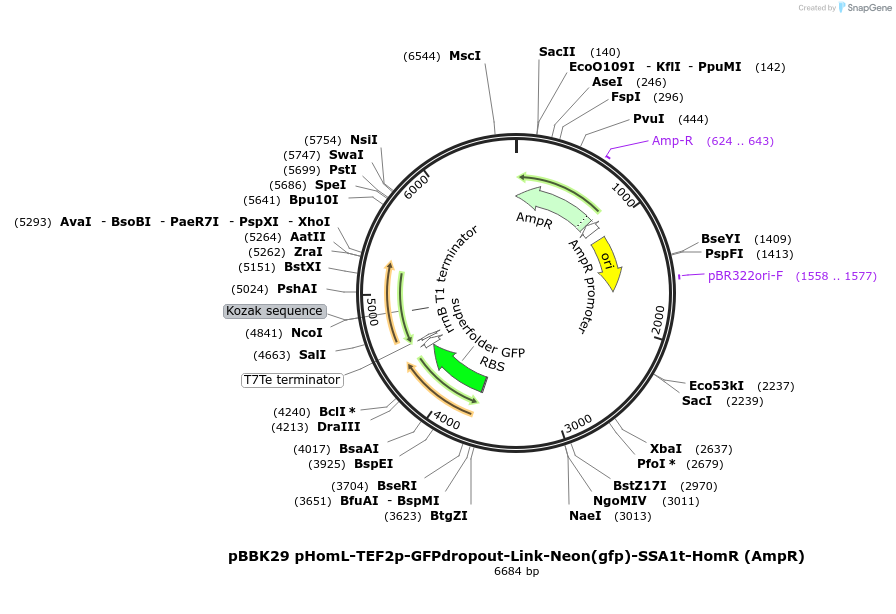 179013-plasmid-map-sequence-id-360758