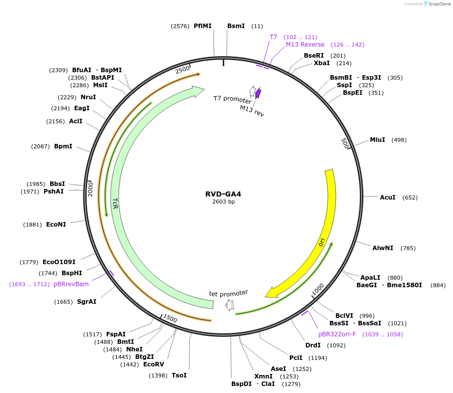 173335-plasmid-map-sequence-id-360759