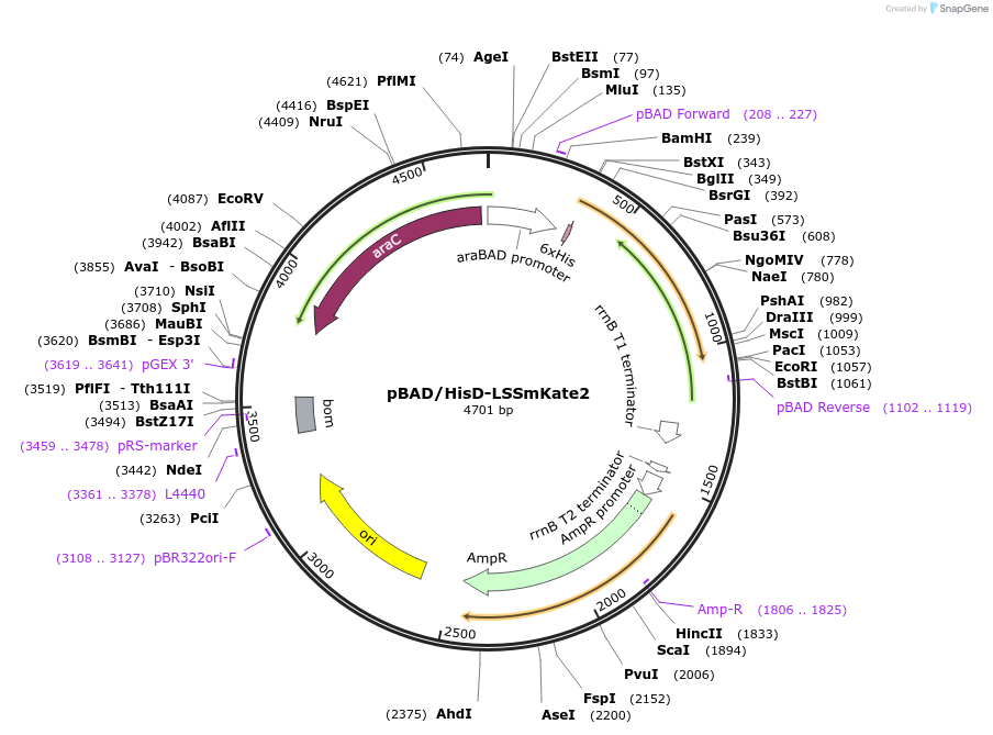 31909-plasmid-map-sequence-id-36076