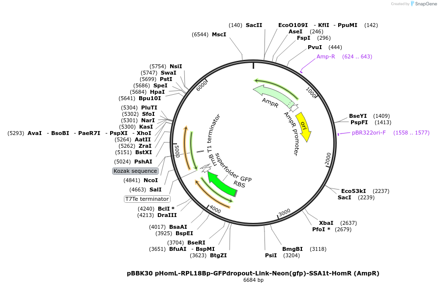 179014-plasmid-map-sequence-id-360760