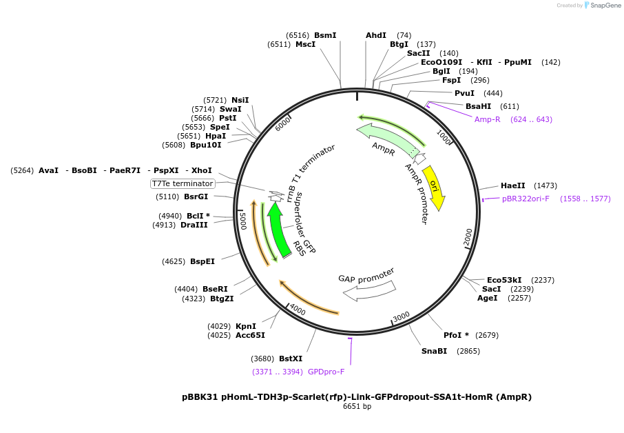 179015-plasmid-map-sequence-id-360762