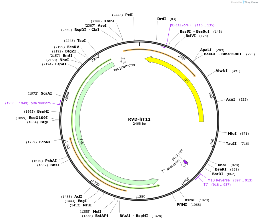 173427-plasmid-map-sequence-id-360763