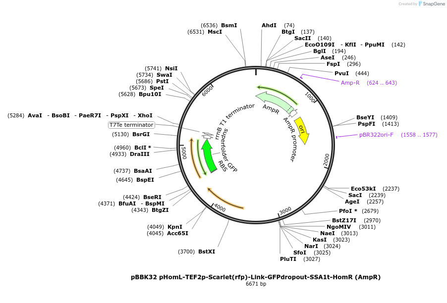 179016-plasmid-map-sequence-id-360764