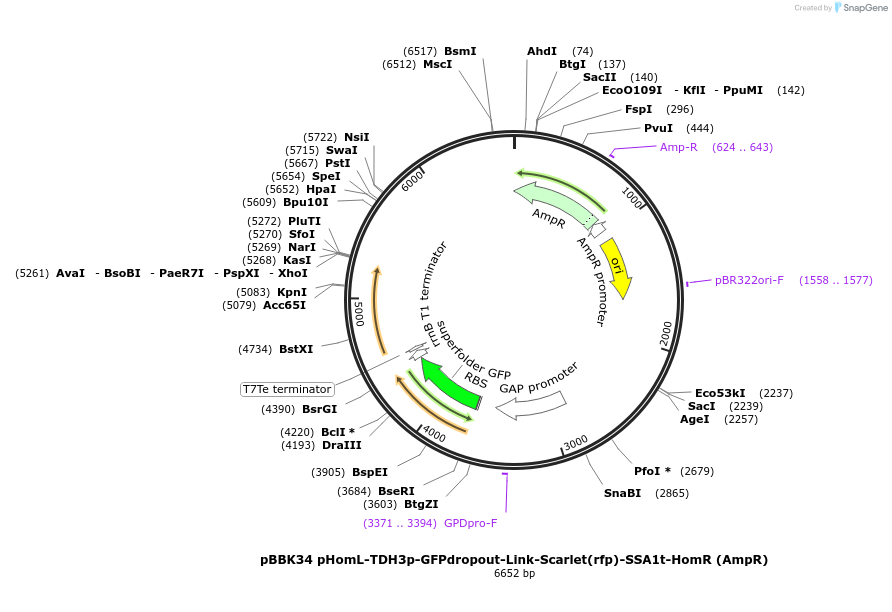 179018-plasmid-map-sequence-id-360766