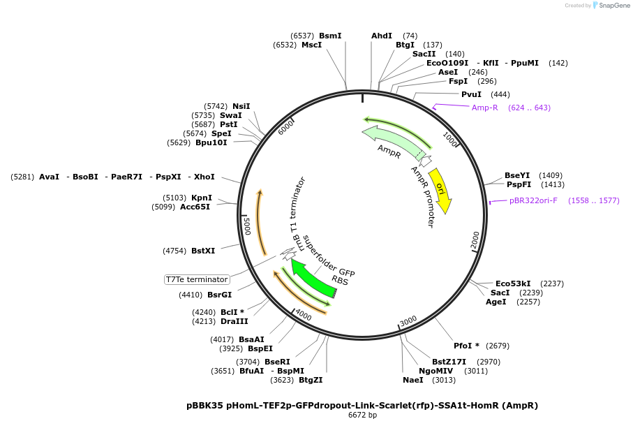 179019-plasmid-map-sequence-id-360767