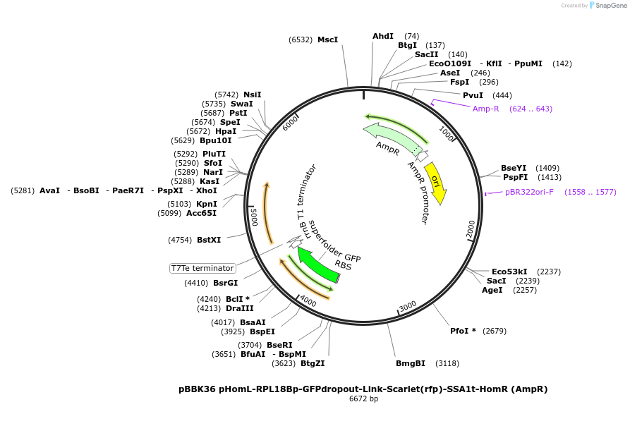 179020-plasmid-map-sequence-id-360769