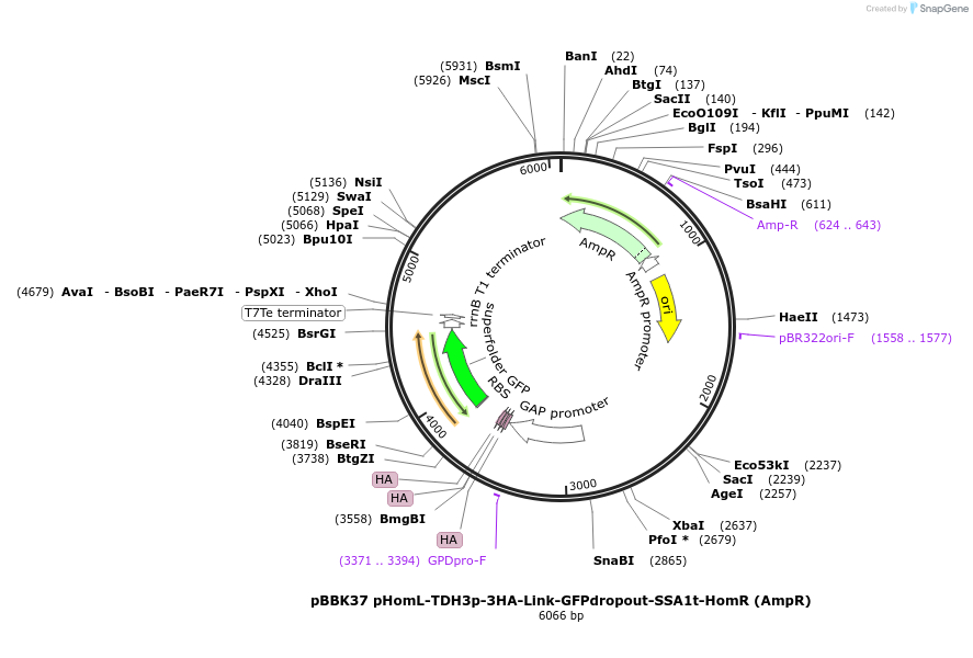 179021-plasmid-map-sequence-id-360770