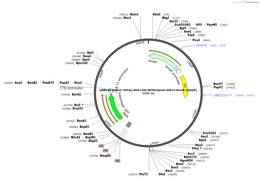 179022-plasmid-map-sequence-id-360771
