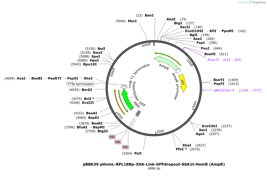 179023-plasmid-map-sequence-id-360772