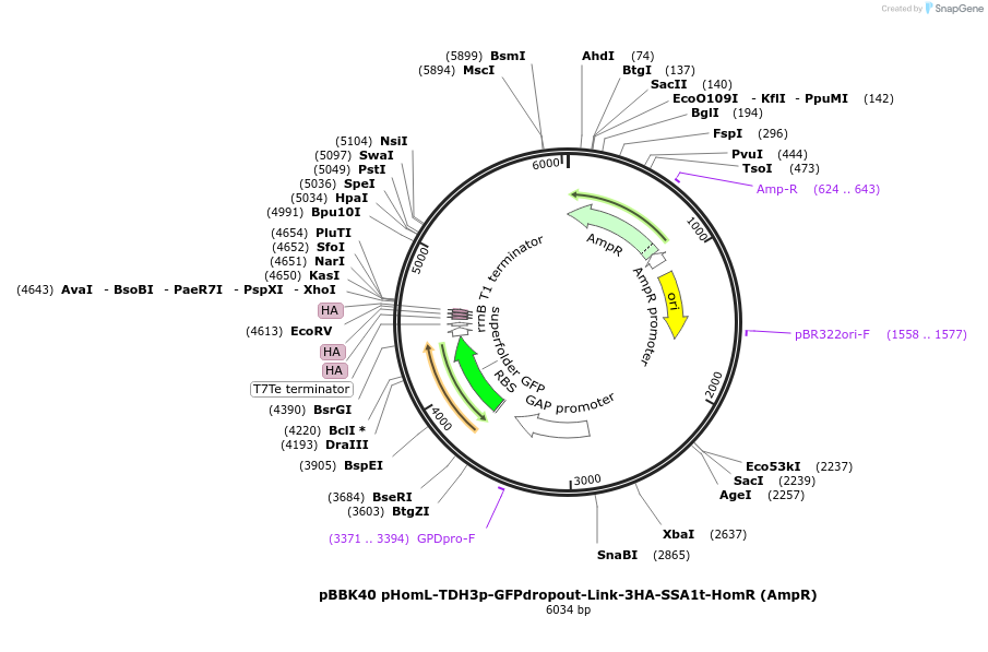 179024-plasmid-map-sequence-id-360774