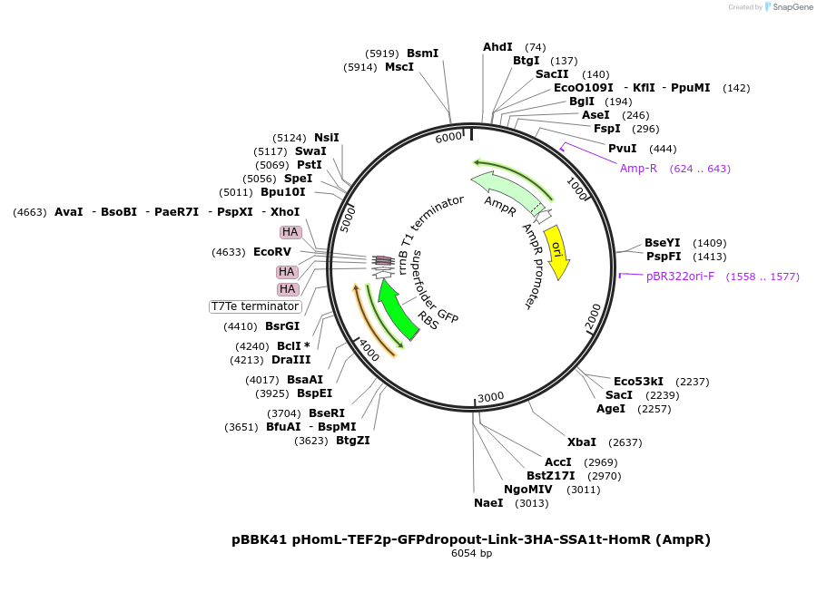 179025-plasmid-map-sequence-id-360775