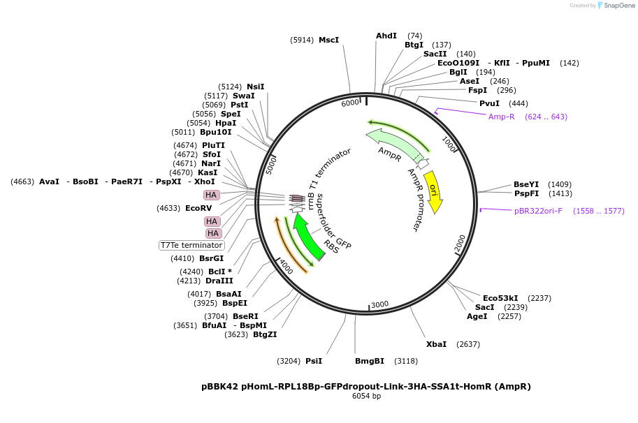 179026-plasmid-map-sequence-id-360776