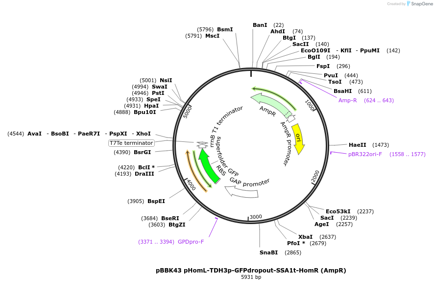 179027-plasmid-map-sequence-id-360777